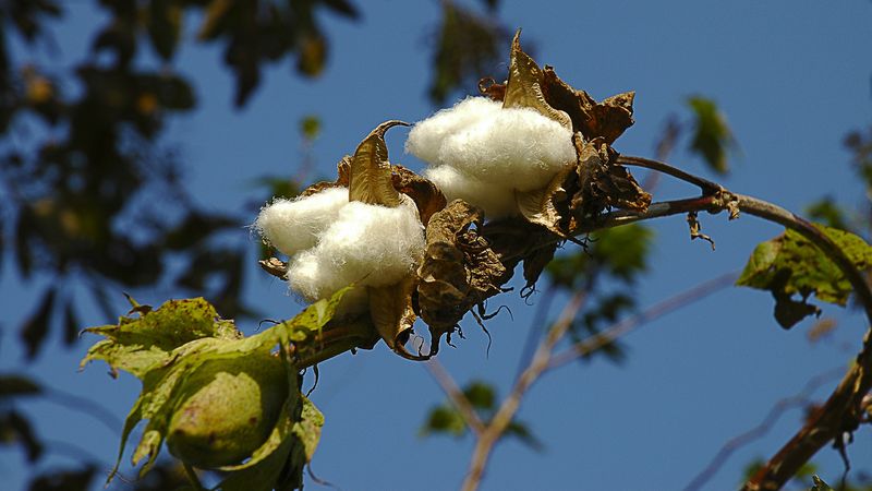 Рибана с начесом что за ткань. cotton. Рибана с начесом что за ткань фото. Рибана с начесом что за ткань-cotton. картинка Рибана с начесом что за ткань. картинка cotton. Трикотаж рибана — что это? Эта ткань получила широкое распространение и применяется для пошива как детской, так и взрослой одежды. Благодаря тому, что основой этой ткани является стопроцентный натуральный хлопок, материал является экологичным и широко применяется для шитья вещей как в промышленных масштабах, так и среди индивидуальных мастеров. Одежда из рибаны обладает рядом полезных свойств и при правильном уходе имеет долгий срок службы и носится «как пение».